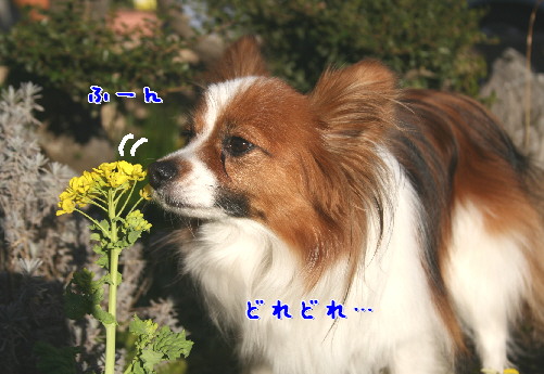 d0013149_7184415.jpg