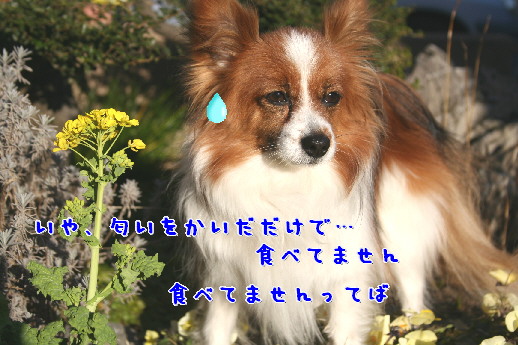 d0013149_7214118.jpg