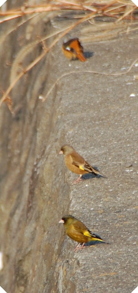 c0108460_18264526.jpg