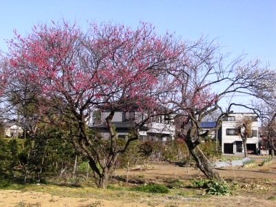 c0078480_22425657.jpg