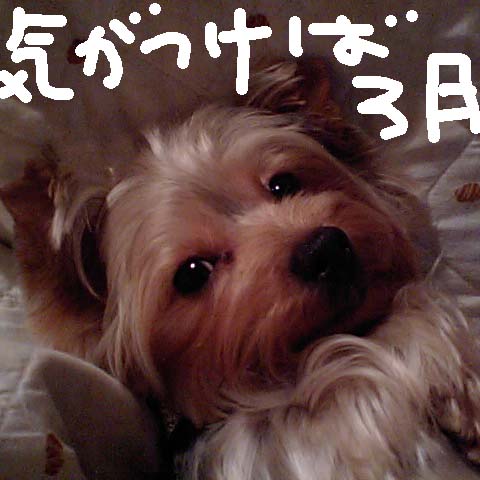 c0036617_17542273.jpg