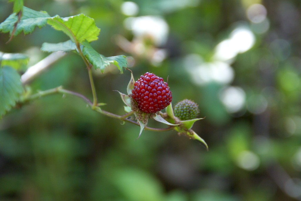 d0053930_17155434.jpg