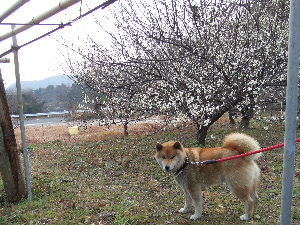 a0054240_2383130.jpg