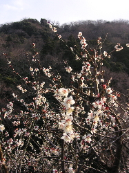 a0003150_17441391.jpg