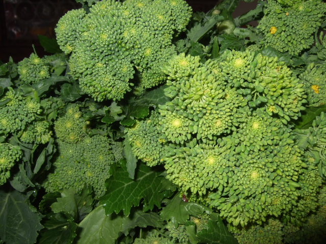 e0104154_2218357.jpg
