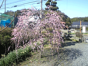 a0096787_2236491.gif