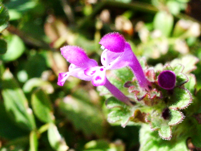 e0025300_1313530.jpg