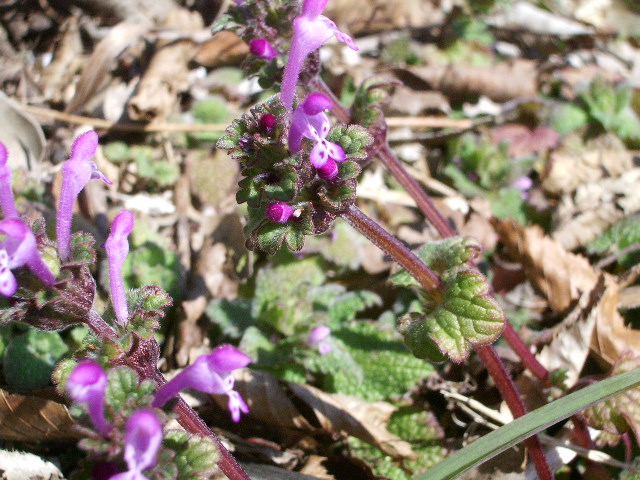 e0025300_1316171.jpg