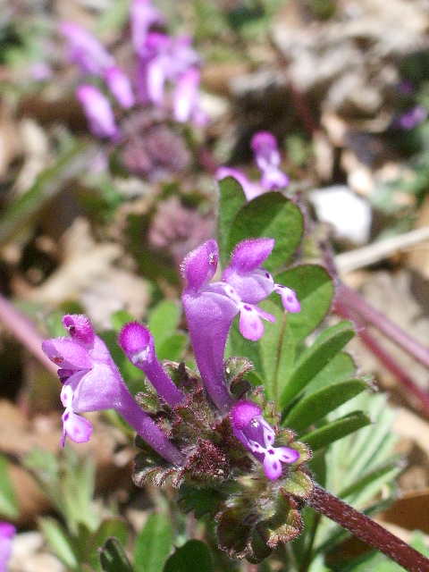 e0025300_13174596.jpg