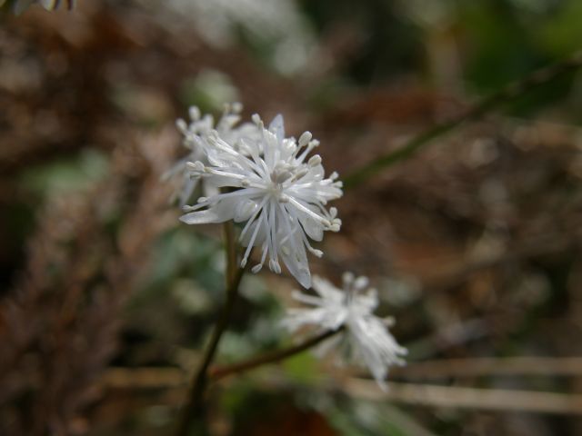 e0145033_19204452.jpg