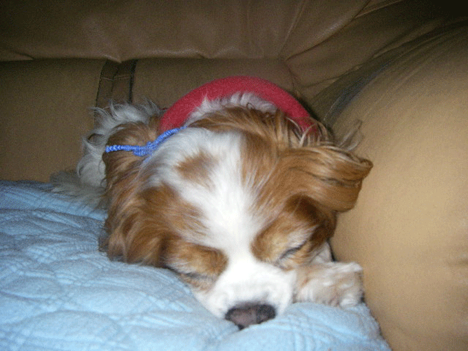 c0136838_21313227.gif