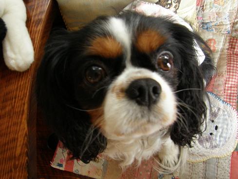 c0145250_11411654.jpg