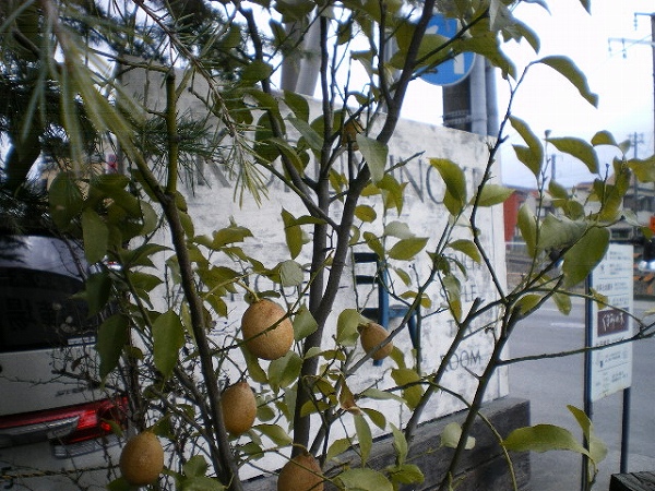 a0066258_17494499.jpg