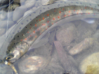 a0096669_17425168.gif