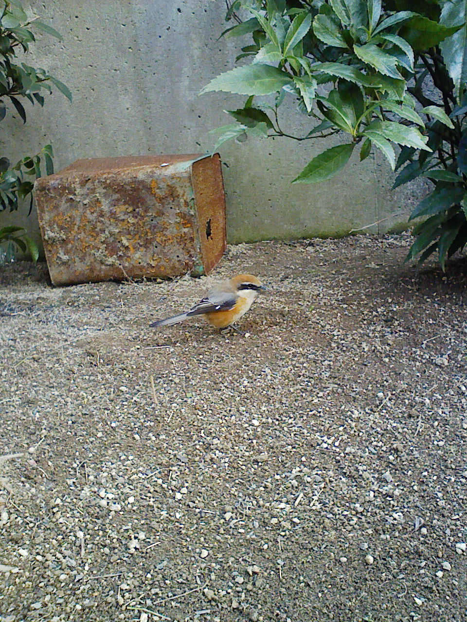 c0124776_6403736.jpg