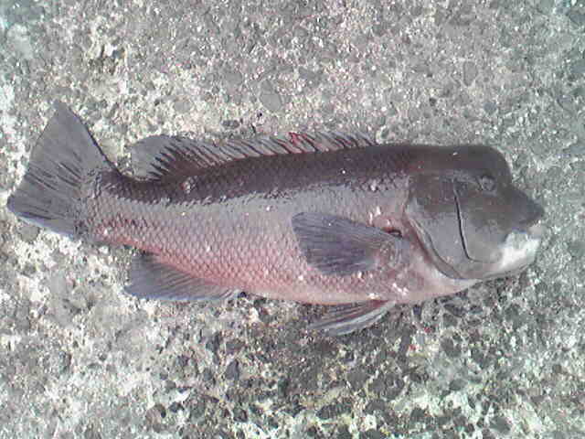 e0060585_21223589.jpg