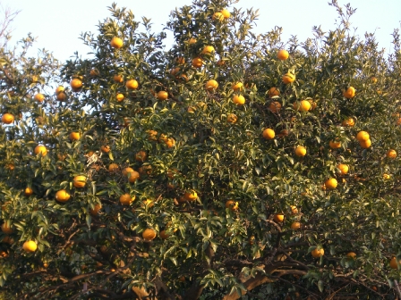 f0121293_7534384.jpg