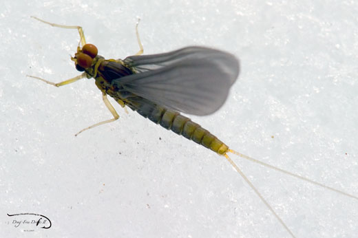 f0085599_20373376.jpg