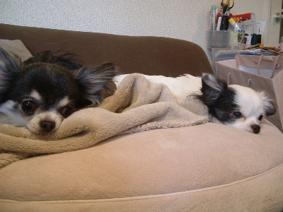 a0079803_0385159.jpg