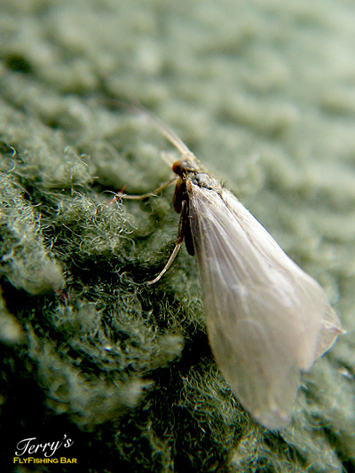 e0009009_2225592.jpg
