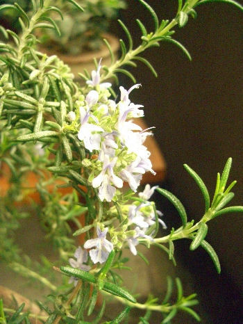 e0131724_1015380.jpg