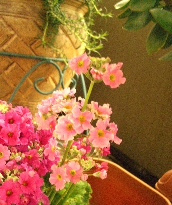 e0131724_1053894.jpg