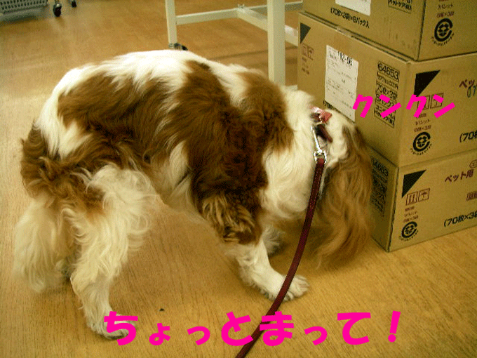 c0136838_2255270.gif