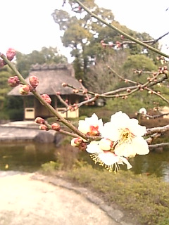 c0069552_9555274.jpg