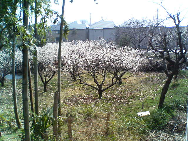 d0124952_12591676.jpg