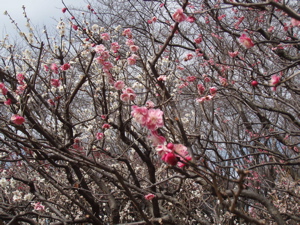f0045872_116558.jpg