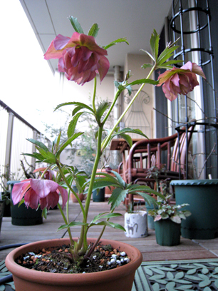 b0034284_0441314.jpg
