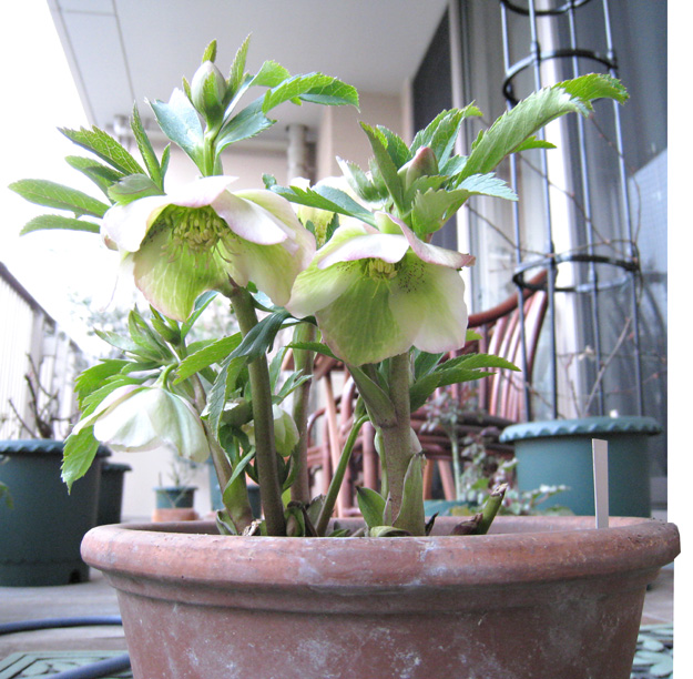 b0034284_0502310.jpg