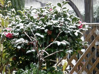 b0061107_15313648.jpg