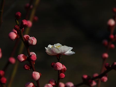 a0041508_21214678.jpg