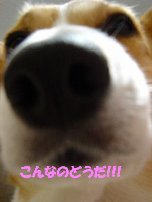 c0153410_14205823.jpg