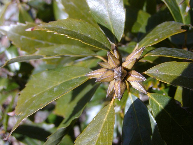 d0037110_11102040.jpg