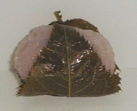 e0027813_1084375.jpg
