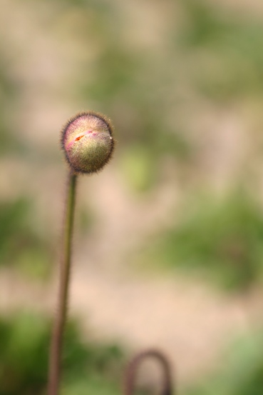 e0083238_21313173.jpg