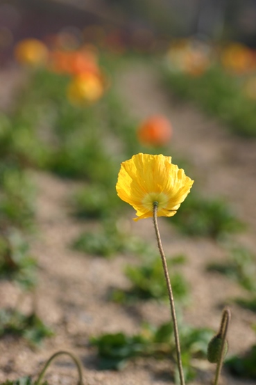 e0083238_21315625.jpg