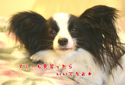 d0013149_8301260.jpg