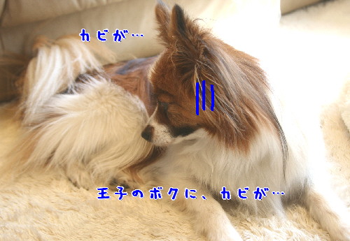d0013149_8525725.jpg