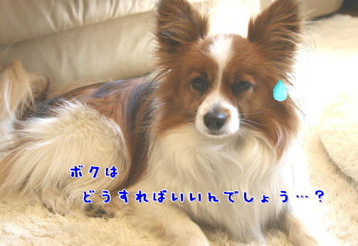 d0013149_915772.jpg