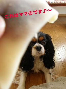 c0145250_1310407.jpg