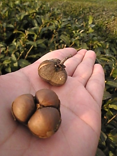 c0069552_15273179.jpg