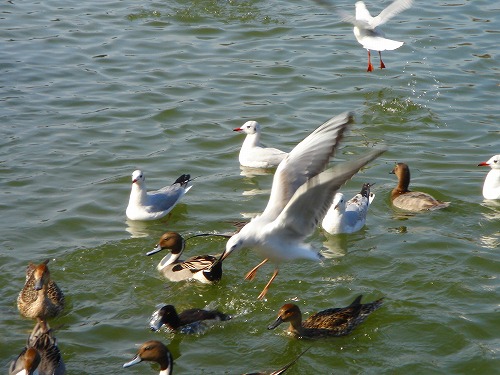 c0119160_2156410.jpg