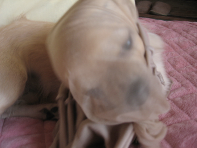 d0070473_9475393.jpg