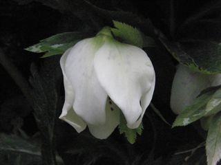 b0061107_1548552.jpg
