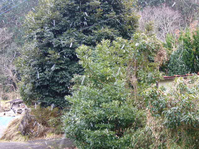 e0015108_222743100.jpg
