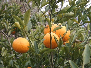 a0054240_204019.jpg