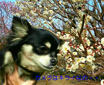 c0121141_2302567.jpg
